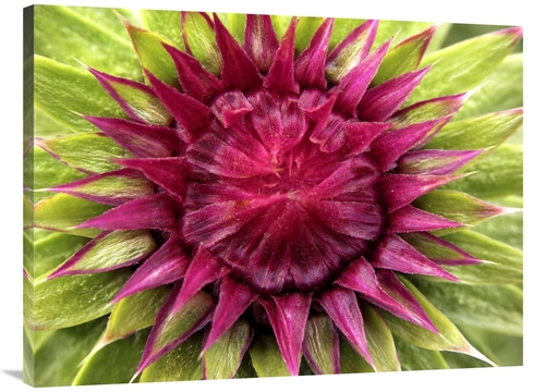 Global Gallery GCS-397500-3040-142 30 x 40 in. Musk Thistle Bud, V