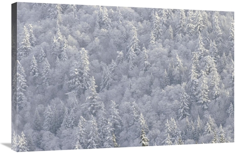 Global Gallery GCS-395988-2436-142 24 x 36 in. Winter Forest, Brit