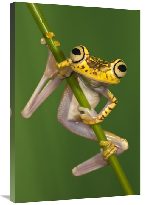 Global Gallery GCS-397898-2436-142 24 x 36 in. Chachi Tree Frog, N