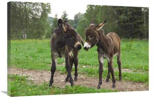 Global Gallery GCS-452577-2436-142 24 x 36 in. Donkey Two Foals Commun