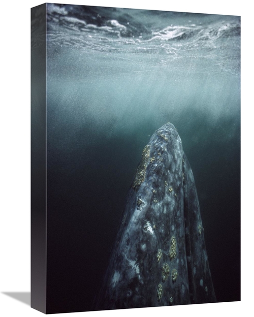Global Gallery GCS-451695-1218-142 12 x 18 in. Gray Whale in Breeding 