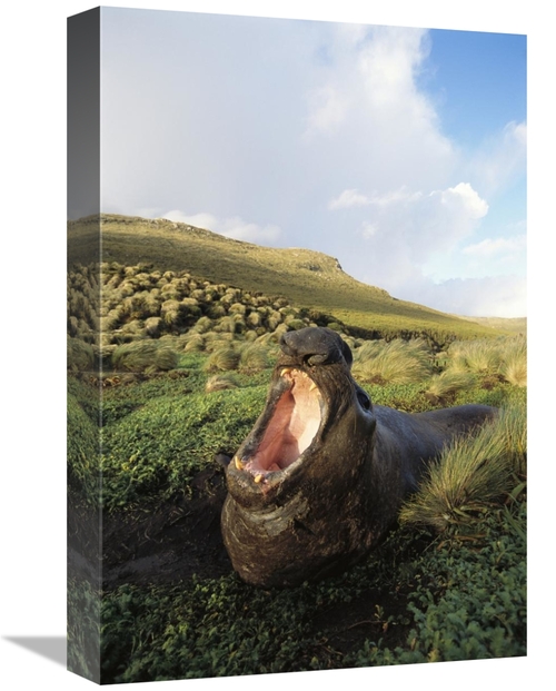 Global Gallery GCS-451581-1218-142 12 x 18 in. Southern Elephant Seal 