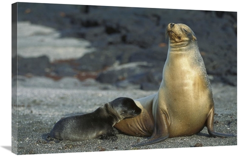 Global Gallery GCS-451757-2436-142 24 x 36 in. Galapagos Sea Lion Moth