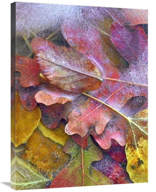 Global Gallery GCS-452229-2432-142 24 x 32 in. Frozen Autumn Leaves