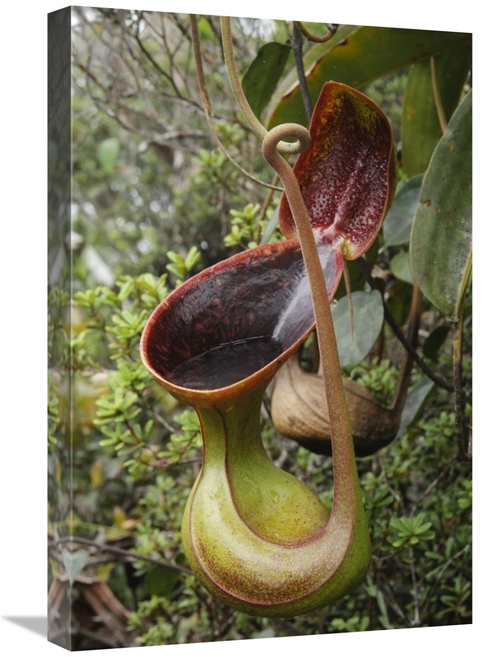 Global Gallery GCS-397555-1624-142 16 x 24 in. Lows Pitcher Plant Pitc