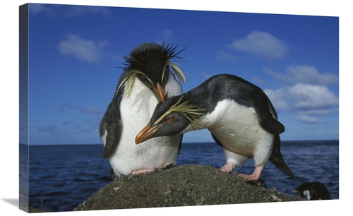 Global Gallery GCS-451807-2030-142 20 x 30 in. Rockhopper Penguin Pair
