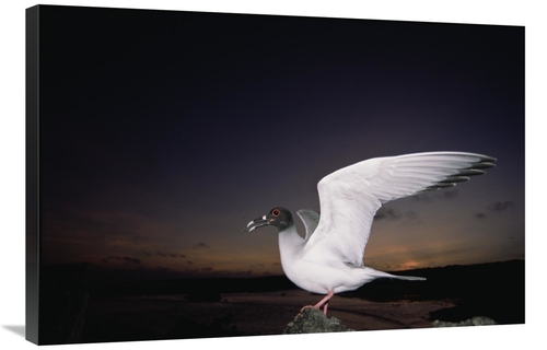 Global Gallery GCS-451521-2436-142 24 x 36 in. Swallow-Tailed Gull Dep