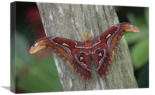 Global Gallery GCS-453011-1624-142 16 x 24 in. Atlas Moth Portrait&#44