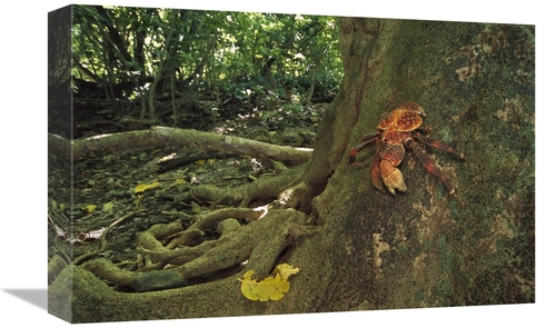 Global Gallery GCS-451676-1218-142 12 x 18 in. Coconut Crab Scaling A 