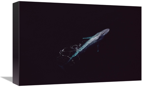 Global Gallery GCS-450605-1218-142 12 x 18 in. Blue Whale Aerial VIew 