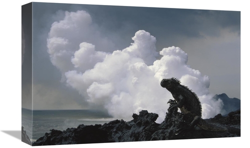 Global Gallery GCS-451199-1218-142 12 x 18 in. Marine Iguana & Steam F