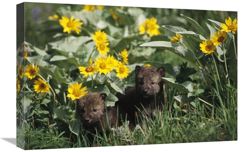 Global Gallery GCS-452728-1624-142 16 x 24 in. Timber Wolf Pups Among 