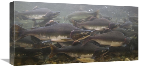 Global Gallery GCS-395452-1224-142 12 x 24 in. Pink Salmon Swimming Du