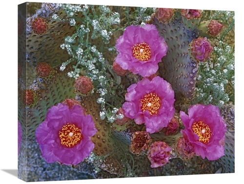 Global Gallery GCS-396059-22-142 22 in. Beavertail Cactus Flowering&#4