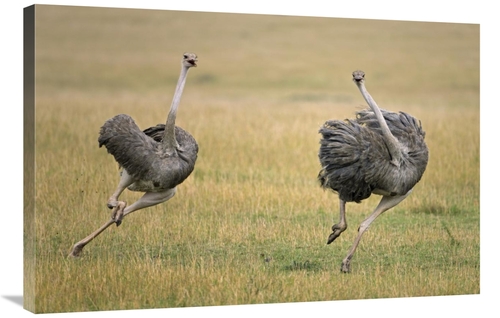 Global Gallery GCS-395352-2436-142 24 x 36 in. Ostrich Female Chasing 