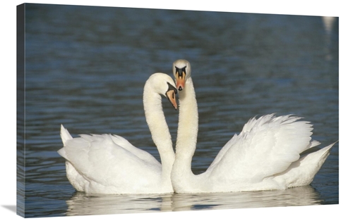 Global Gallery GCS-452391-2436-142 24 x 36 in. Mute Swan Courting Pair