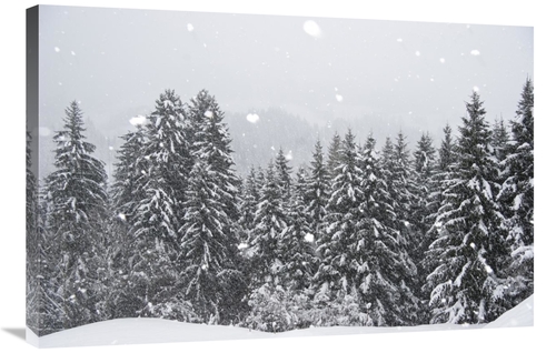 Global Gallery GCS-398497-2436-142 24 x 36 in. Coniferous Forest in Wi