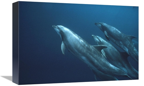 Global Gallery GCS-451105-1218-142 12 x 18 in. Bottlenose Dolphins,