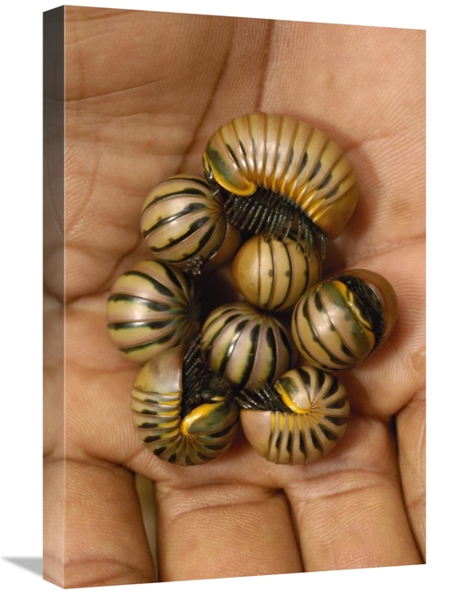 Global Gallery GCS-453046-1624-142 16 x 24 in. Pill Millipede Group Fr