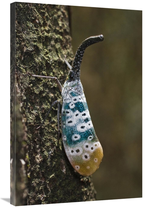 Global Gallery GCS-453625-2436-142 24 x 36 in. Lantern Bug, North 