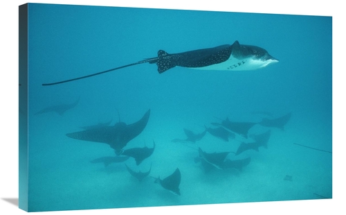 Global Gallery GCS-451271-2030-142 20 x 30 in. Spotted Eagle Ray Schoo