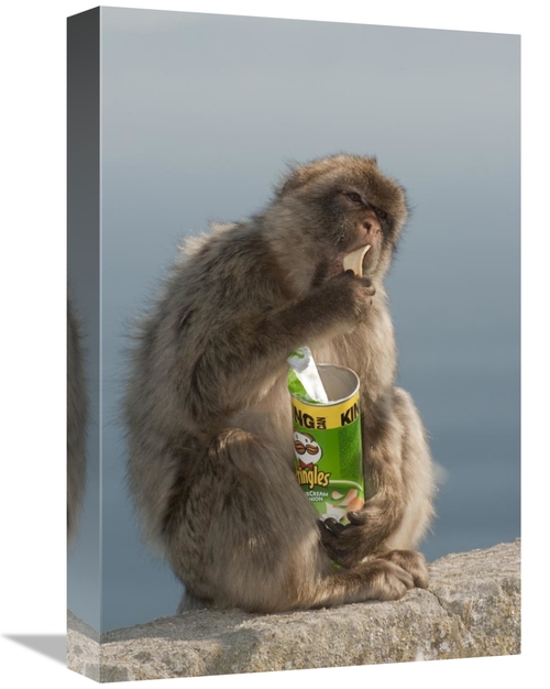 Global Gallery GCS-397941-1218-142 12 x 18 in. Barbary Macaque Eating 