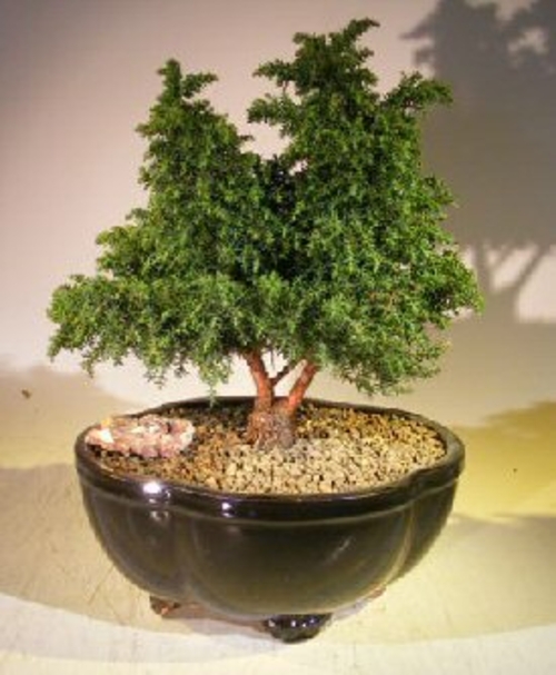 Cryptomeria Bonsai Tree (japonica - tansu)