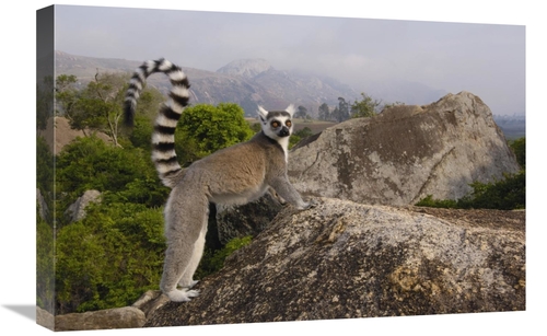 Global Gallery GCS-453255-1624-142 16 x 24 in. Ring-Tailed Lemur in th