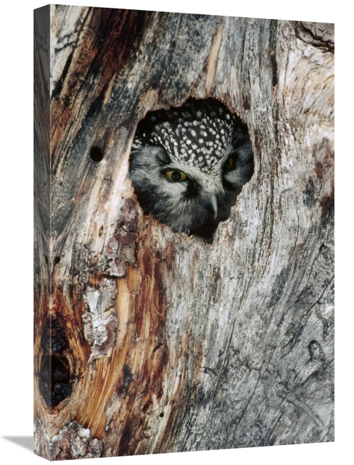 Global Gallery GCS-451844-1624-142 16 x 24 in. Boreal Owl in Tree Cavi