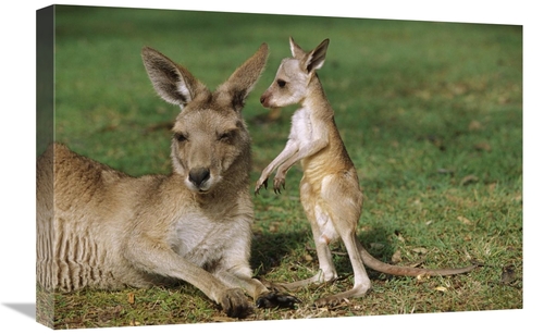 Global Gallery GCS-398087-1624-142 16 x 24 in. Eastern Grey Kangaroo M