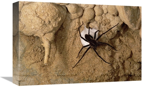 Global Gallery GCS-450561-1218-142 12 x 18 in. Cave Tarantula with Egg