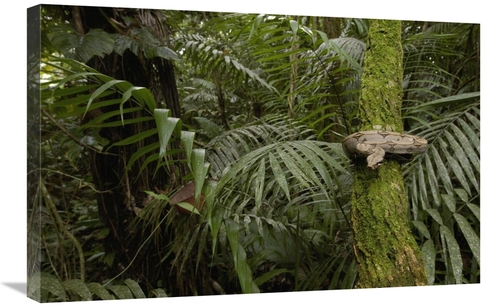 Global Gallery GCS-453163-2030-142 20 x 30 in. Boa Constrictor Coiled 