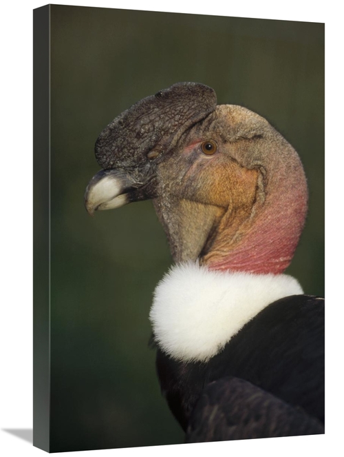 Global Gallery GCS-451355-1624-142 16 x 24 in. Andean Condor Flushing 