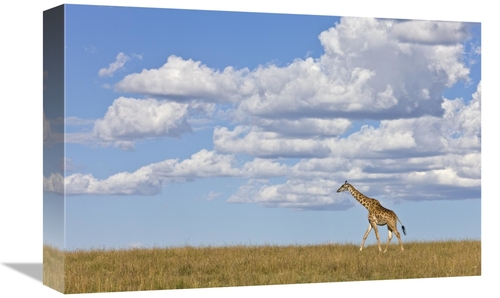 Global Gallery GCS-395332-1218-142 12 x 18 in. Masai Giraffe Walking&#