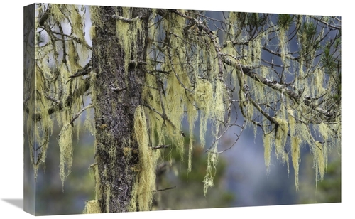 Global Gallery GCS-453616-1624-142 16 x 24 in. Pine Trees Covered with