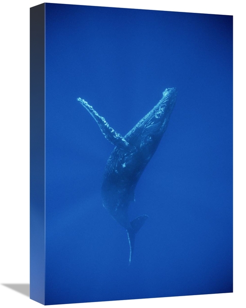 Global Gallery GCS-450793-1218-142 12 x 18 in. Humpback Whale Swimming