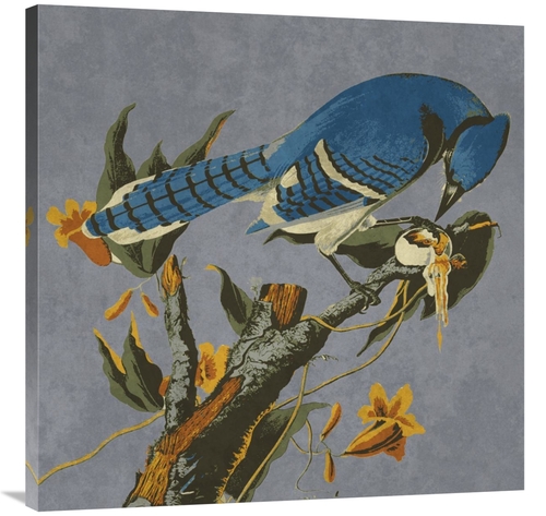 Global Gallery GCS-394158-3636-142 36 x 36 in. Audubon Decor - Bluejay