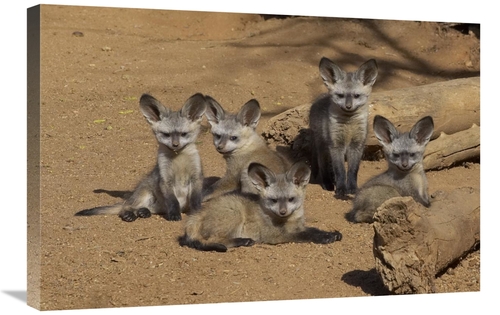 Global Gallery GCS-450908-2030-142 20 x 30 in. Bat-Eared Fox Group of 
