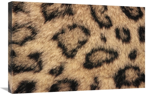 Global Gallery GCS-452759-2030-142 20 x 30 in. Snow Leopard Skin Showi