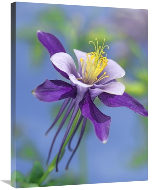 Global Gallery GCS-396468-2432-142 24 x 32 in. Colorado Blue Columbine