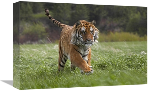 Global Gallery GCS-396134-1218-142 12 x 18 in. Siberian Tiger Running&