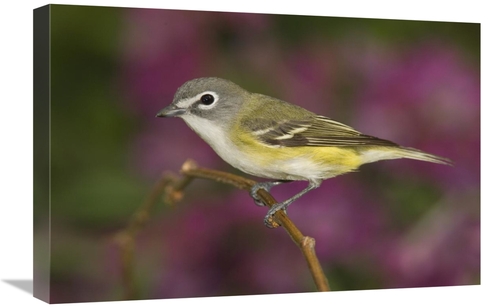Global Gallery GCS-453327-1624-142 16 x 24 in. Blue-Headed VIreo Perch
