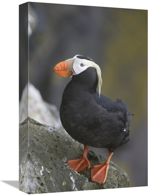 Global Gallery GCS-395398-1218-142 12 x 18 in. Tufted Puffin, Prib