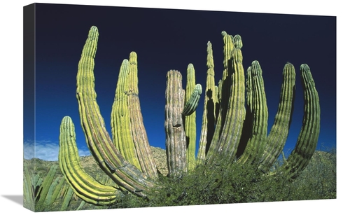 Global Gallery GCS-398478-1624-142 16 x 24 in. Cardon Cactus, Baja