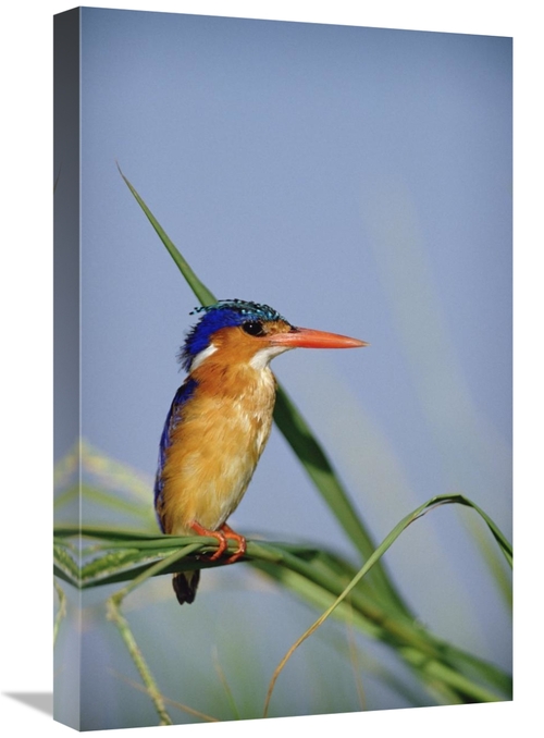 Global Gallery GCS-396208-1624-142 16 x 24 in. Malachite Kingfisher Pe