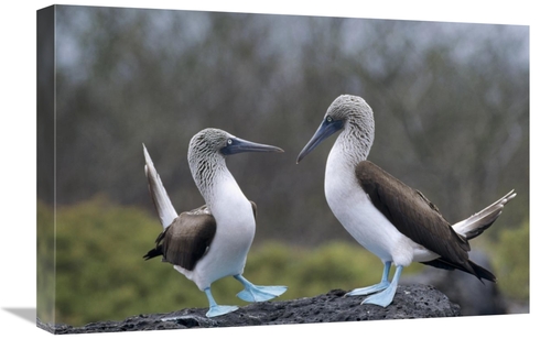 Global Gallery GCS-451379-1624-142 16 x 24 in. Blue-Footed Booby Pair 