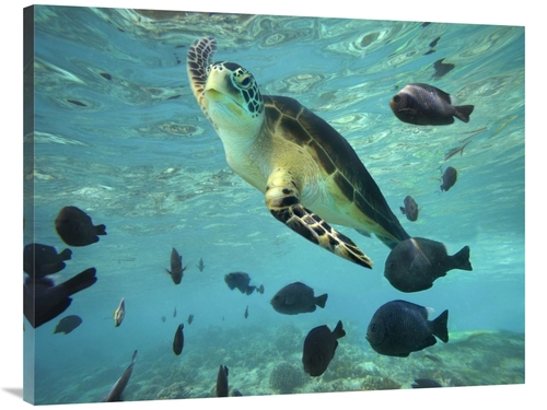 Global Gallery GCS-396255-3040-142 30 x 40 in. Green Sea Turtle, B