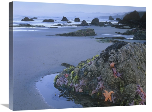 Global Gallery GCS-452268-2228-142 22 x 28 in. Ochre Sea Stars At Low 