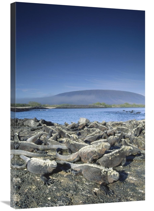 Global Gallery GCS-451041-2436-142 24 x 36 in. Marine Iguana Colony Ba