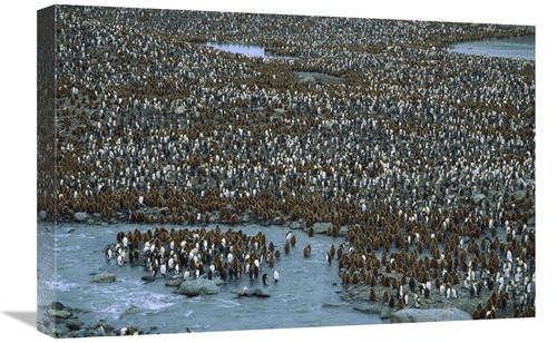 16 x 24 in. King Penguin Nesting Colony, St Andrews Bay, South